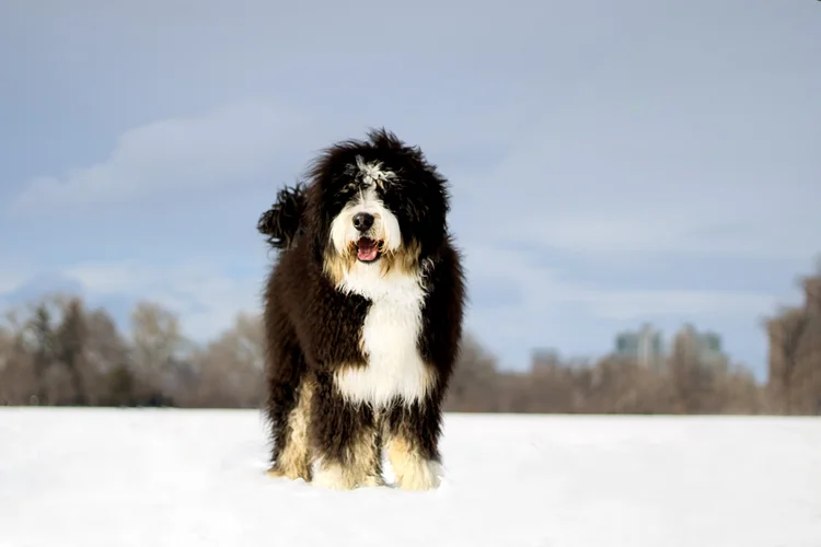 Haystack Mountain Bernedoodle