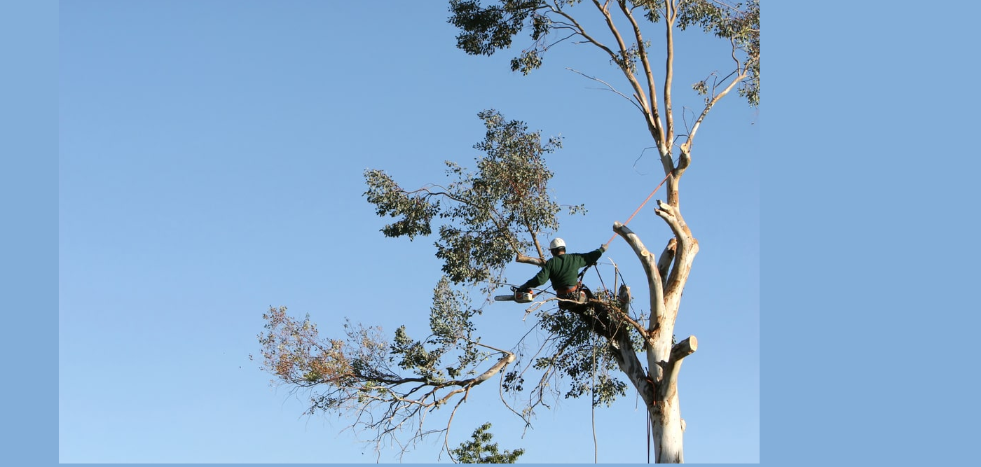 Elk Grove Tree Pros