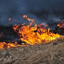 Down to Earth Land Clearing Solutions, Inc