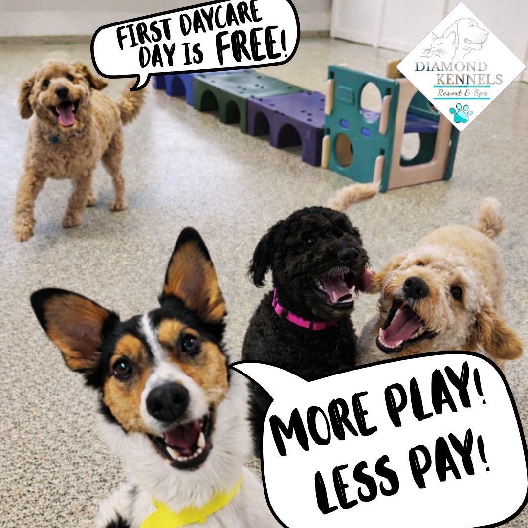 Diamond Kennels - Gallery 12