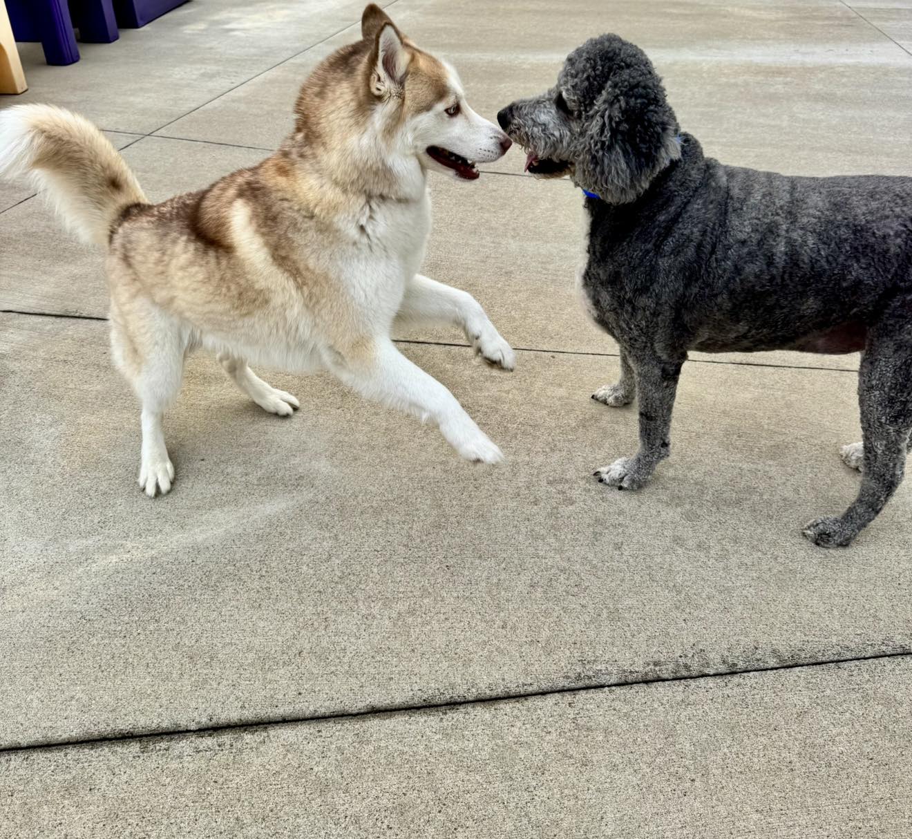 Diamond Kennels - Gallery 7