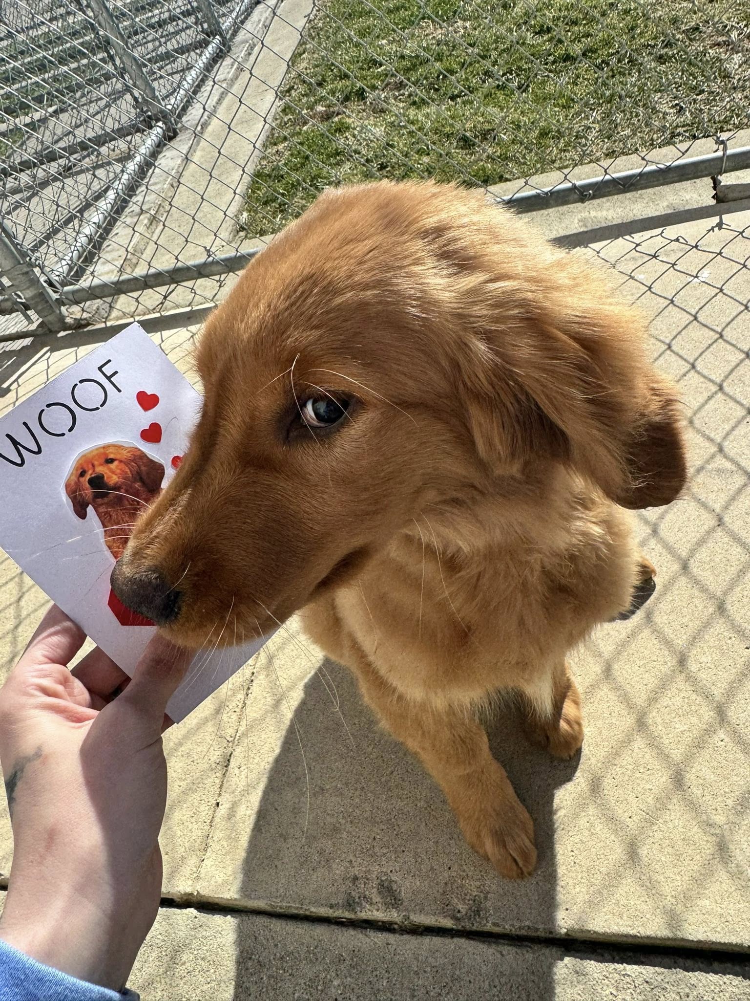 Diamond Kennels - Gallery 11