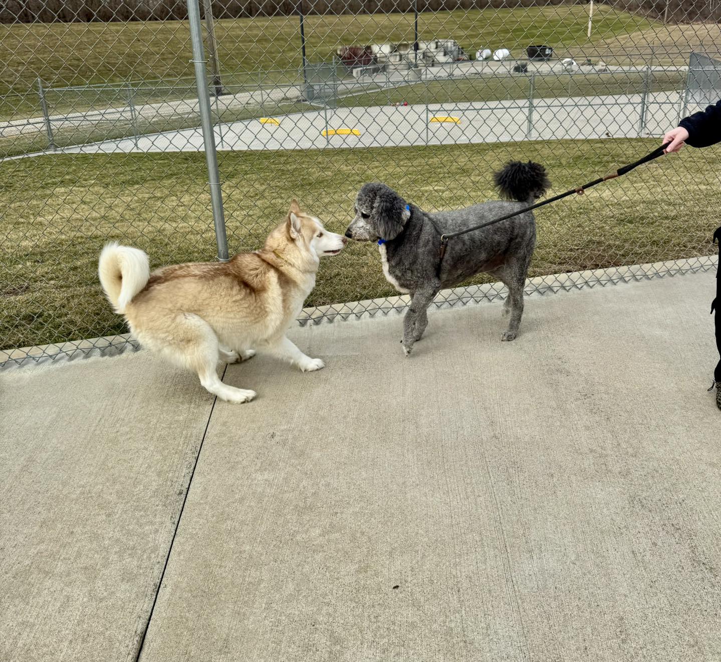 Diamond Kennels - Gallery 6