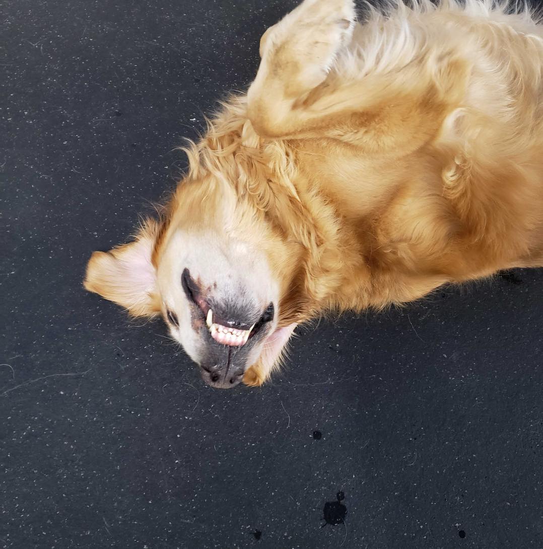 Diamond Kennels - Gallery 3