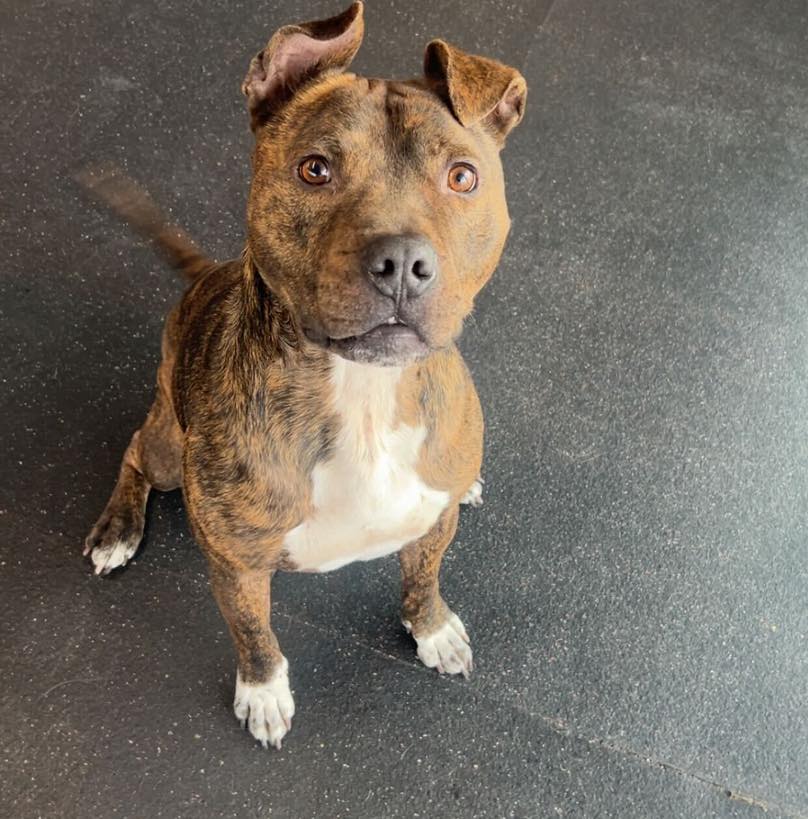 Diamond Kennels - Gallery 2