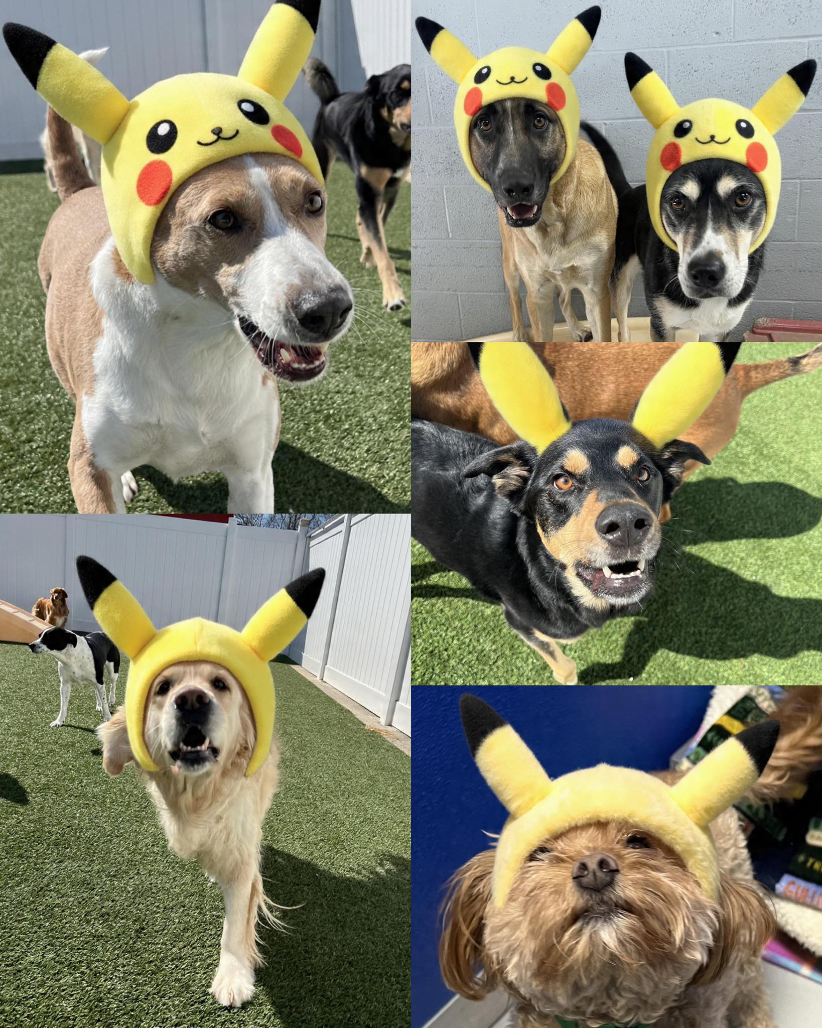 Diamond Kennels - Gallery 1