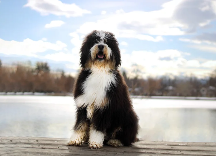 Haystack Mountain Bernedoodle - Gallery 1