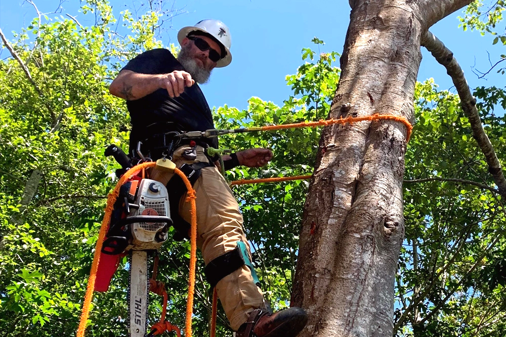 ForestScapes - Gallery 1