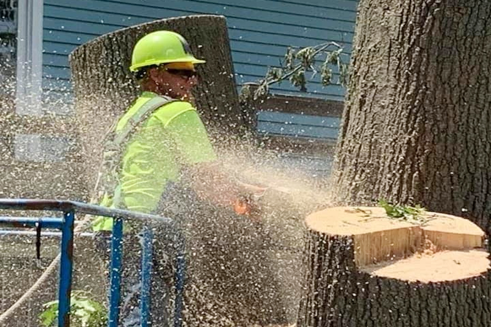 Tree Fellers - Gallery 3