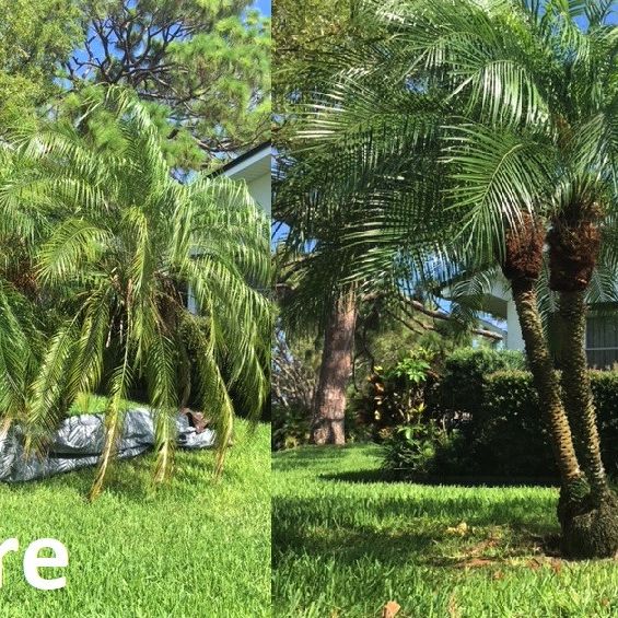 The Palms Tree Service, Inc. - Gallery 1