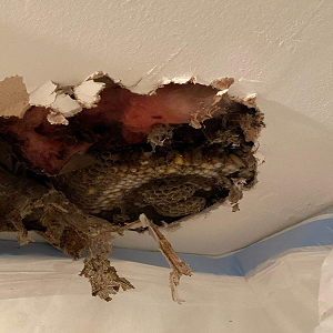 Pat's Pest Control - Gallery 2