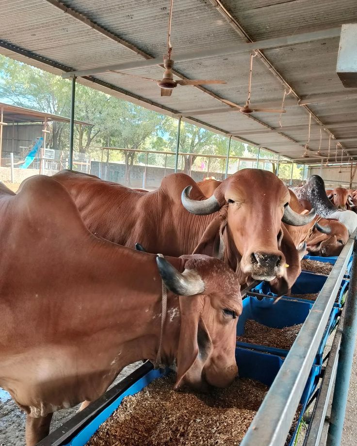 RADHARAJ ORGANIC - Gallery 6