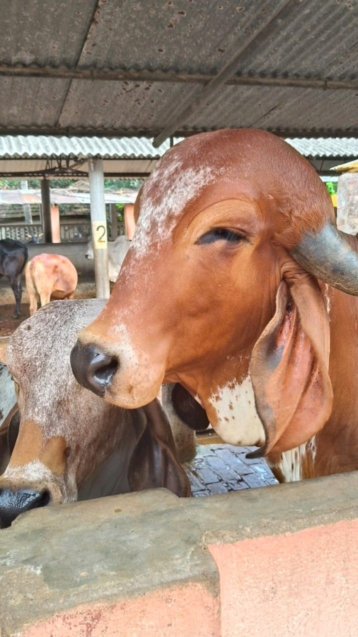 RADHARAJ ORGANIC - Gallery 3