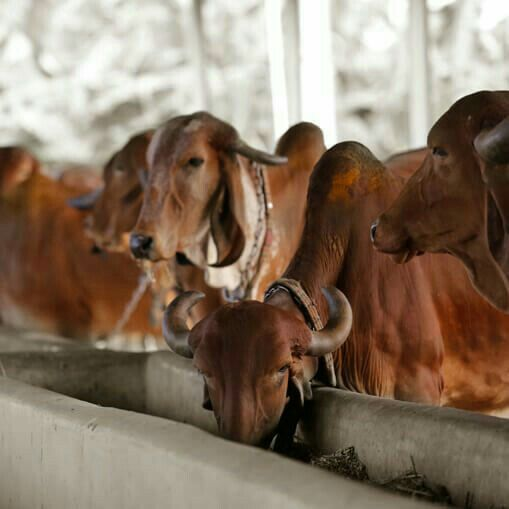 RADHARAJ ORGANIC - Gallery 8