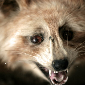 Delta Quest Taxidermy - Gallery 1