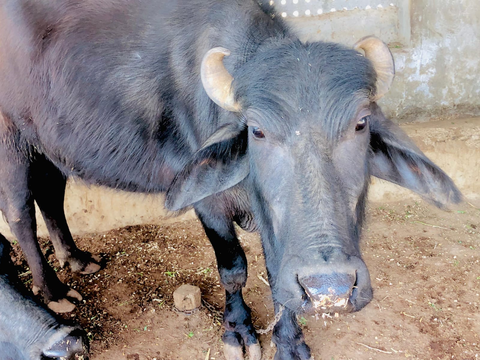 RADHARAJ ORGANIC - Gallery 11