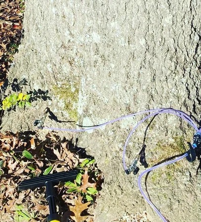 Champions Tree Preservation - Gallery 5