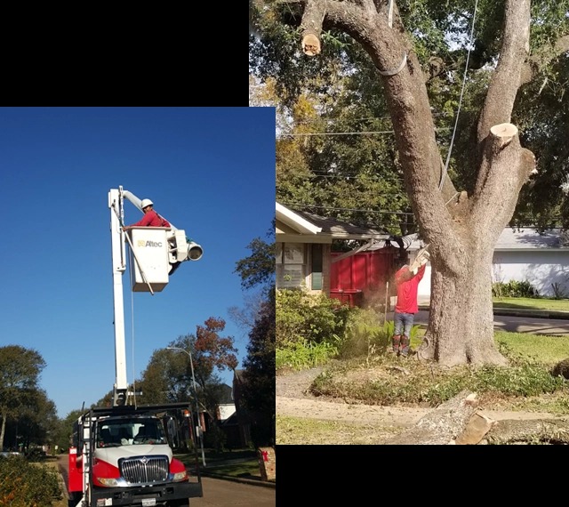 Champions Tree Preservation - Gallery 6