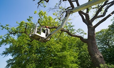 Tri-State Tree Service - Gallery 1