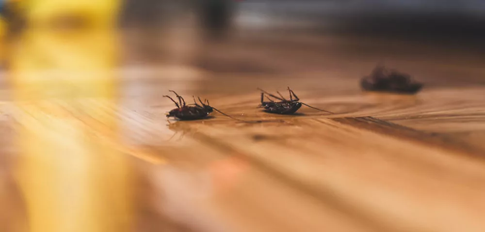 Premium Pest Control - Gallery 4