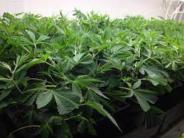 Clones for Sale Online By The Clone Conservatory
