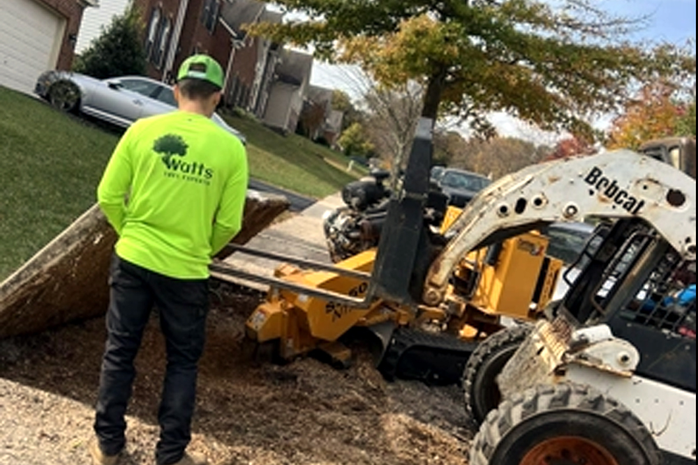 Watts Tree Experts