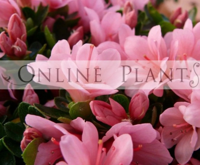 Online Plants