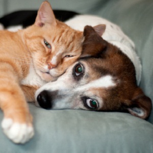 Summerfield Sales, LLC