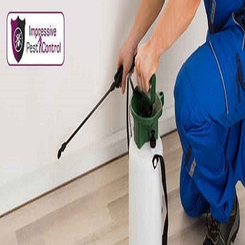Pest Control Gold Coast