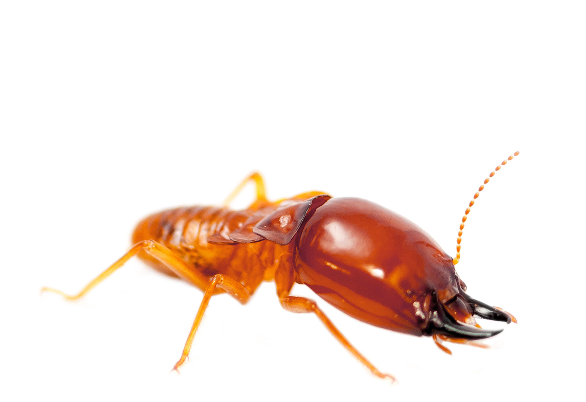 Termite Control Melbourne
