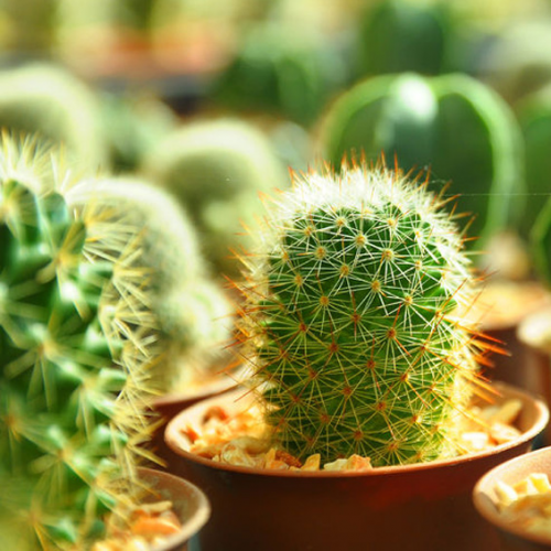 Trifilo Garden Center