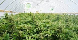 Clones for Sale Online By The Clone Conservatory - Gallery 1