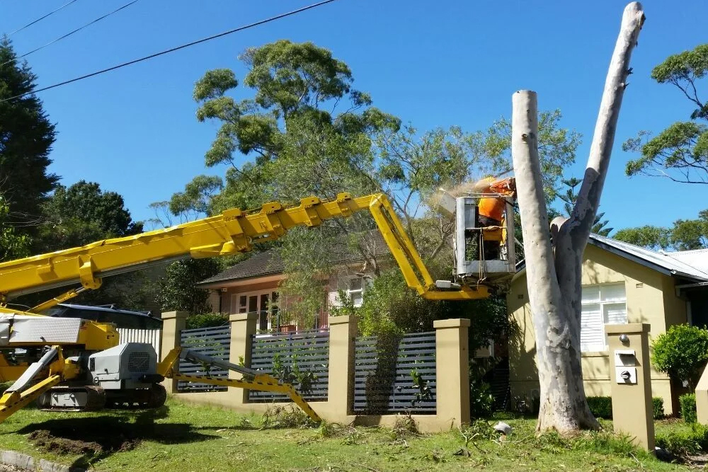 Alexa's Tree Service - Gallery 1