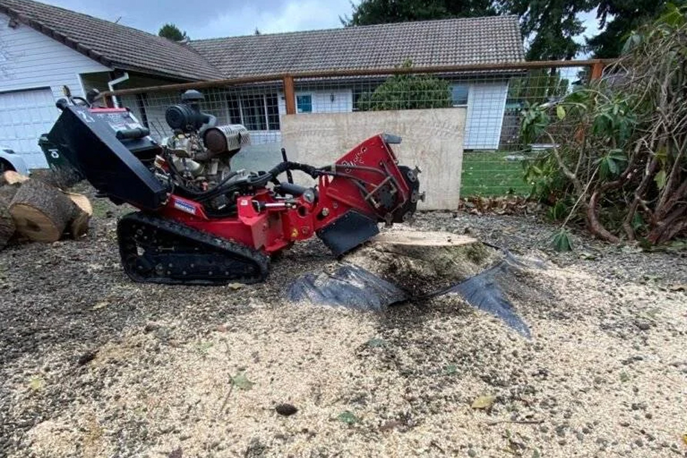 Alexa's Tree Service - Gallery 2