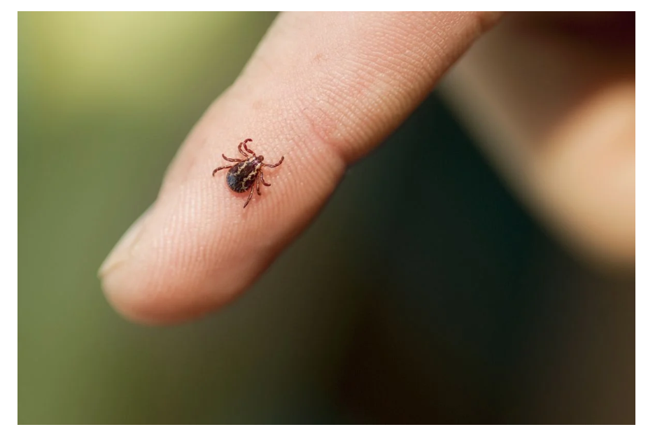 Aptive pest control - Gallery 1