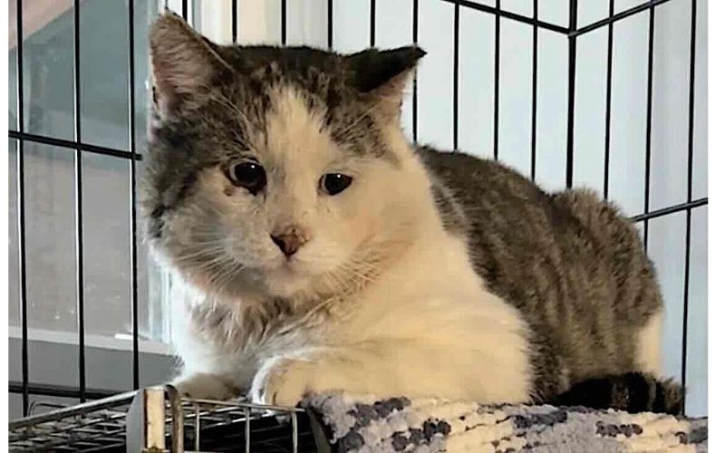 We Love Cats and Kittens - Gallery 1