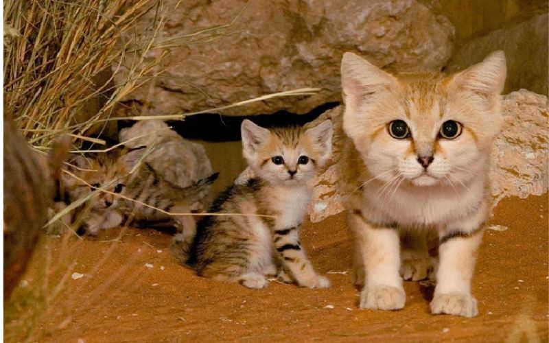 We Love Cats and Kittens - Gallery 2