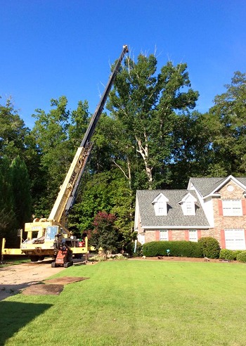 Porterfield Stump and Tree - Gallery 7