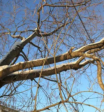 ArborCo Tree Care - Gallery 1