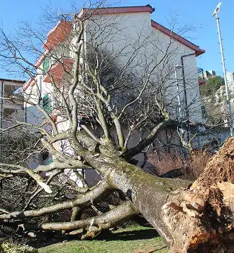 ArborCo Tree Care - Gallery 3