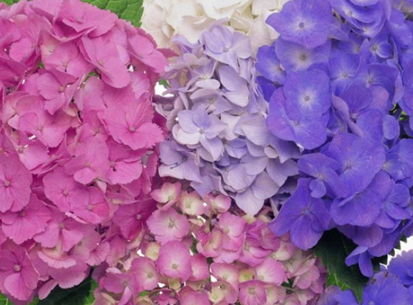 Online Plants - Gallery 1