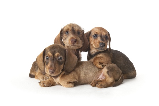 Douglas Hall Kennels - Gallery 3